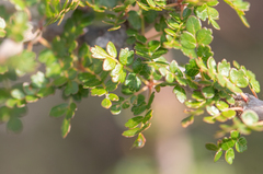 Commiphora socotrana (Commiphora socotrana)