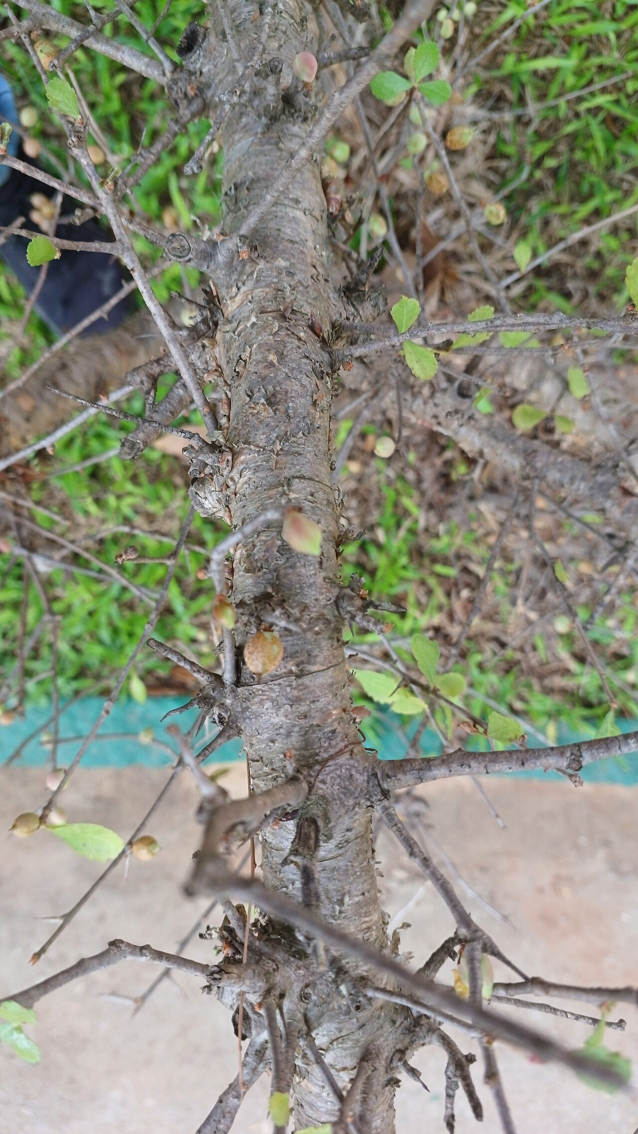 Gugal: Commiphora wightii in cultivation at the gardens of TDU, Bangalore