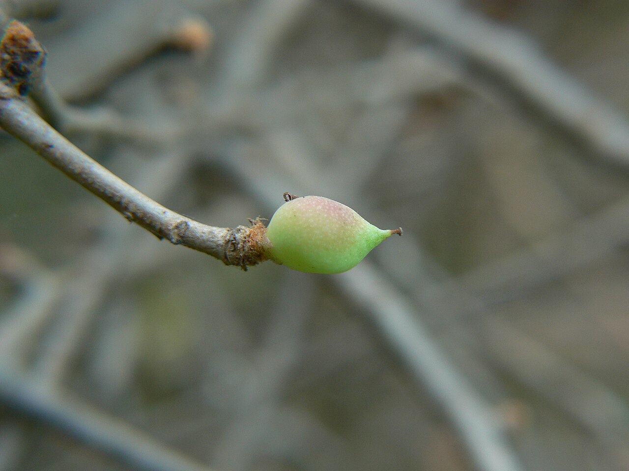 Gugal: Commiphora wightii