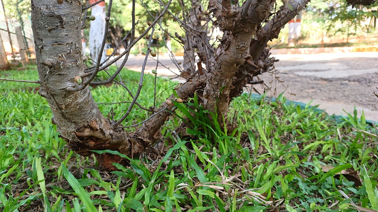 Gugal: Commiphora wightii in cultivation at the gardens of TDU, Bangalore