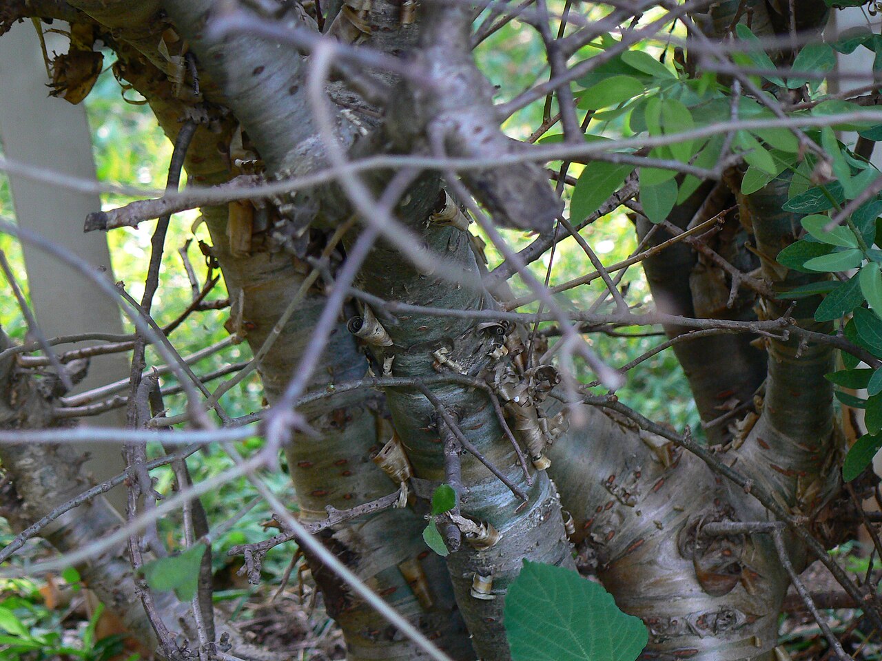 Gugal: Commiphora wightii