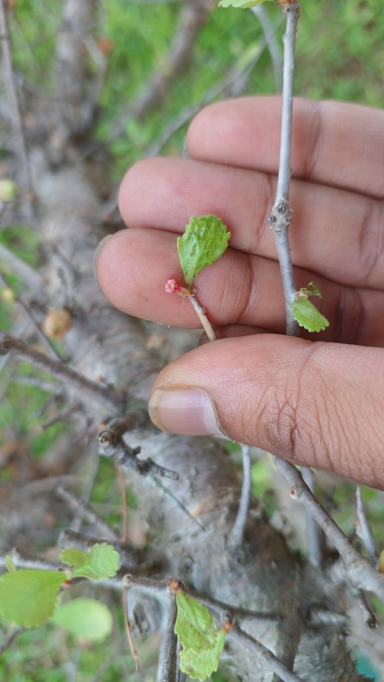 Gugal: Commiphora wightii in cultivation at the gardens of TDU, Bangalore