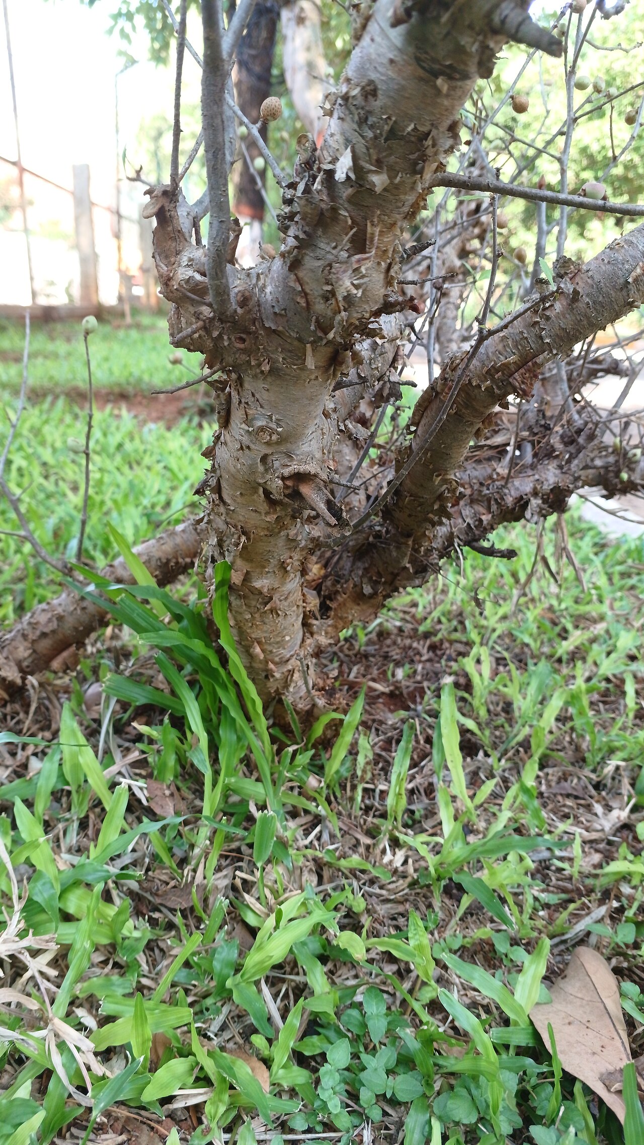 Gugal: Commiphora wightii in cultivation at the gardens of TDU, Bangalore