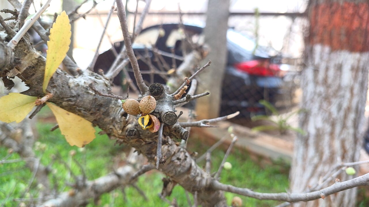 Gugal: Commiphora wightii in cultivation at the gardens of TDU, Bangalore