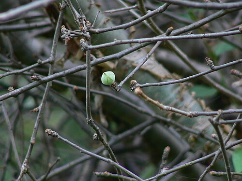 Gugal: Commiphora wightii