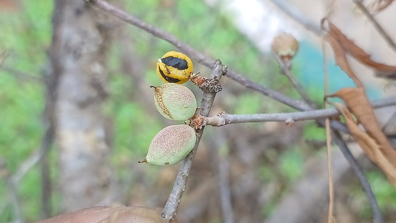 Gugal: Commiphora wightii in cultivation at the gardens of TDU, Bangalore