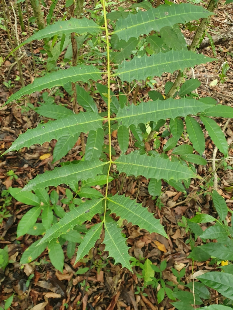 Comocladia cuneata (Comocladia cuneata)