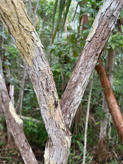 Comocladia dentata (Comocladia dentata)