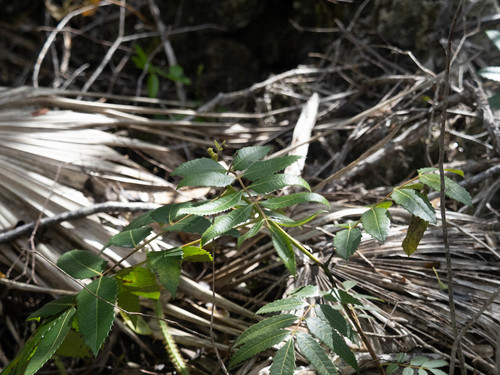 Comocladia dentata (Comocladia dentata)
