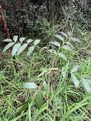 Comocladia dentata (Comocladia dentata)