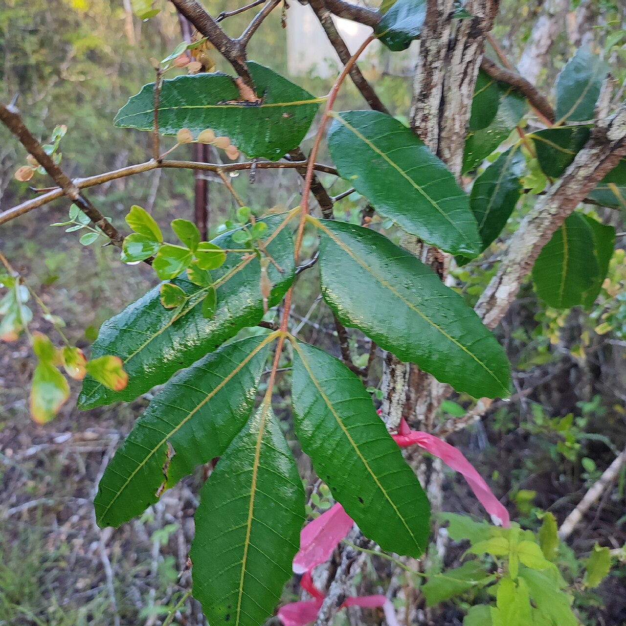 Comocladia dentata: Maiden Plum ( Comocladia dentata ) in the Cayman Islands