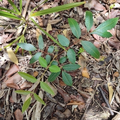 Comocladia dentata (Comocladia dentata)