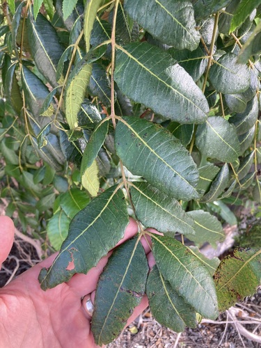 Comocladia dentata (Comocladia dentata)