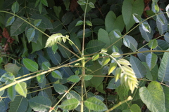 Comocladia dentata (Comocladia dentata)