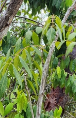 Comocladia dentata (Comocladia dentata)