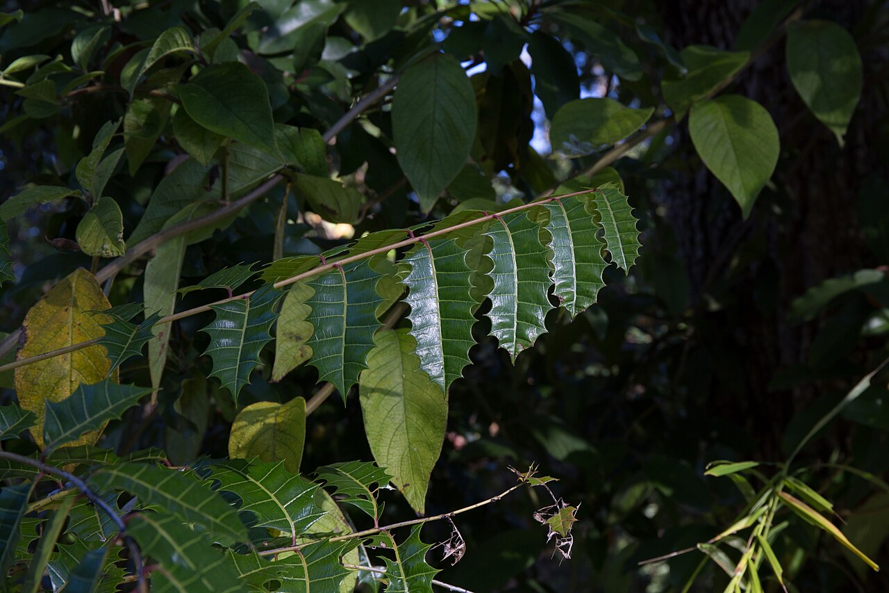 Comocladia dentata: Comocladia dentata in Puerto Boniato, Santiago de Cuba