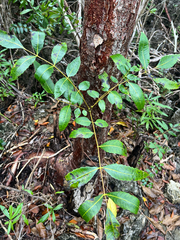 Comocladia dentata (Comocladia dentata)