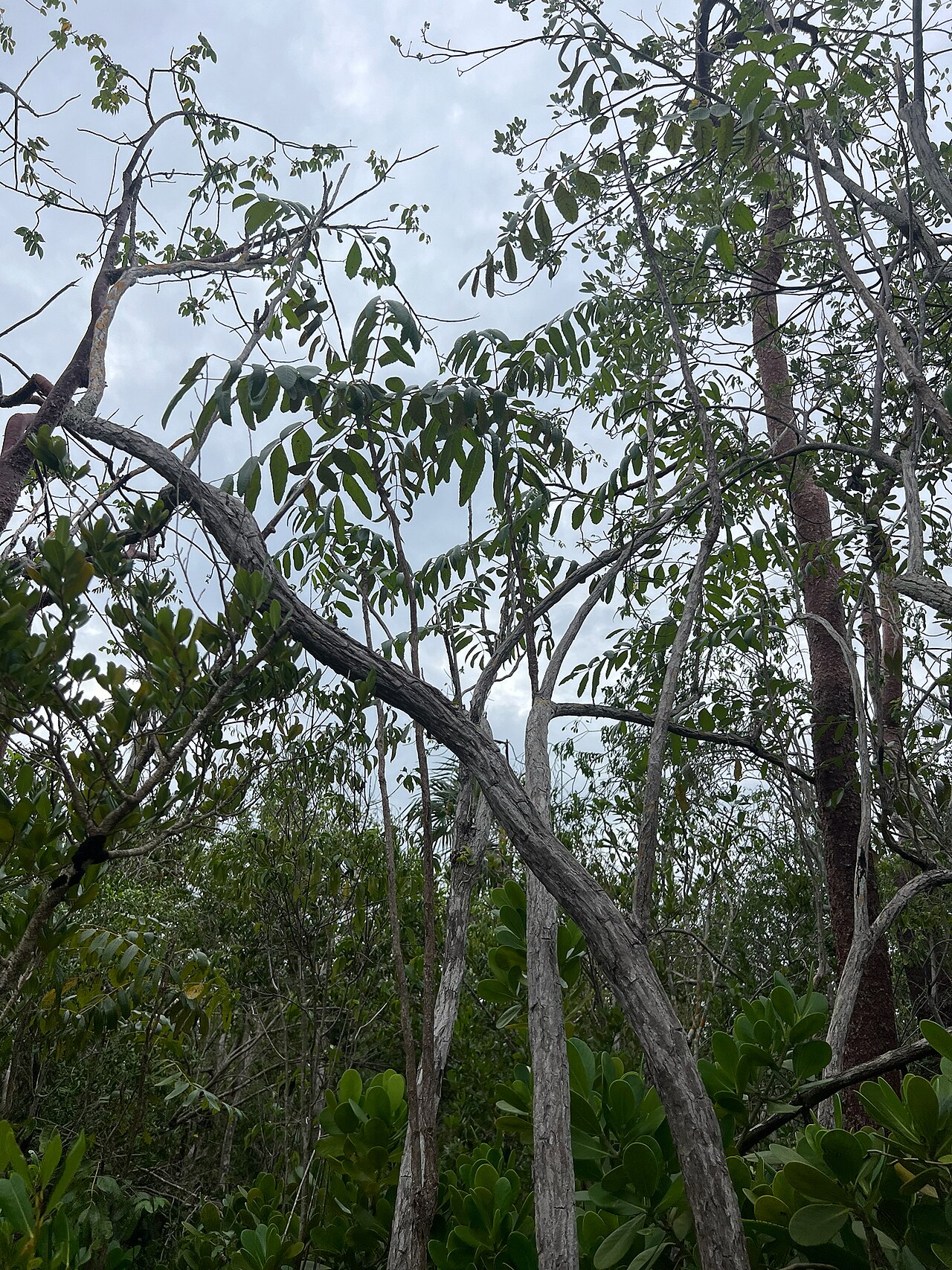 Comocladia dentata: Maiden Plum ( Comocladia dentata ) in the Cayman Islands