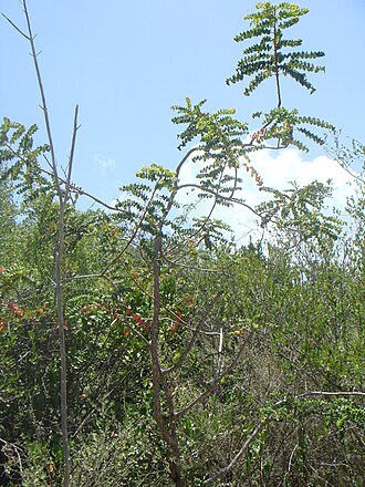 Poison ash: Hábito del chicharrón ( Comocladia dodonaea ). Bosque tropical seco de Guánica, Puerto Rico.