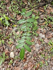 Carrasco (Comocladia glabra)