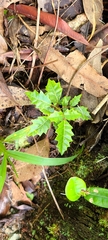 Carrasco (Comocladia glabra)