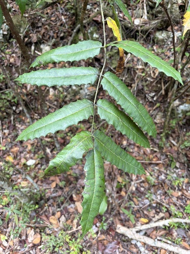 Carrasco (Comocladia glabra)