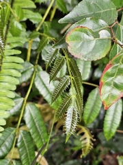 Carrasco (Comocladia glabra)