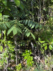 Carrasco (Comocladia glabra)