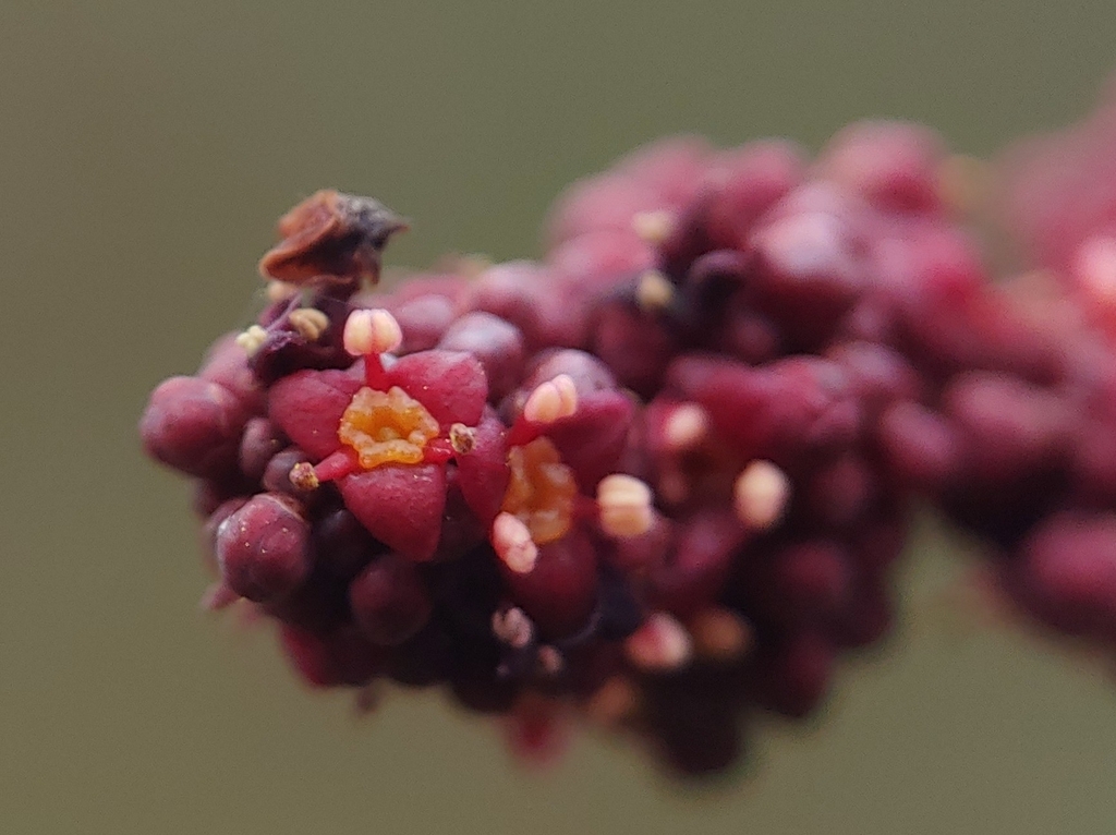 Carrasco (Comocladia glabra)