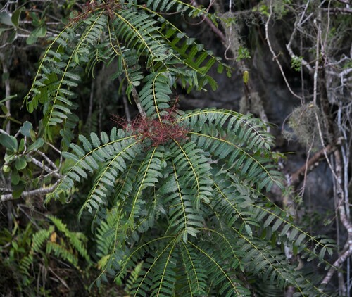 Carrasco (Comocladia glabra)