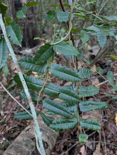 Carrasco (Comocladia glabra)