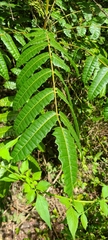 Carrasco (Comocladia glabra)