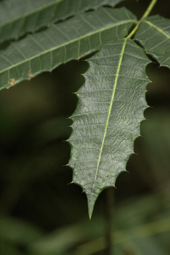 Carrasco (Comocladia glabra)