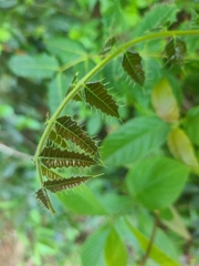 Carrasco (Comocladia glabra)