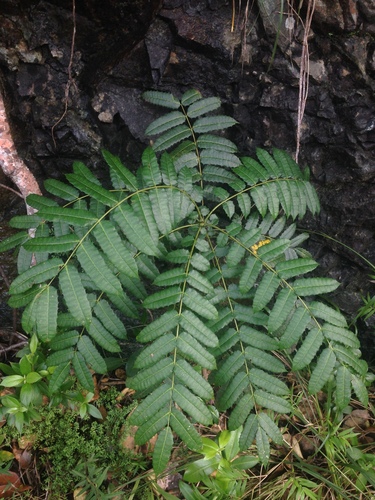 Carrasco (Comocladia glabra)