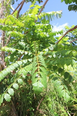 Comocladia gracilis (Comocladia gracilis)