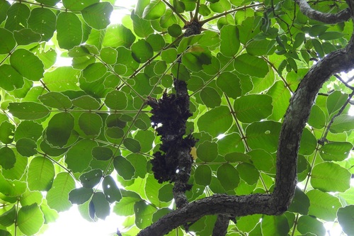 Comocladia guatemalensis (Comocladia guatemalensis)