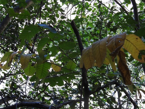Comocladia guatemalensis (Comocladia guatemalensis)