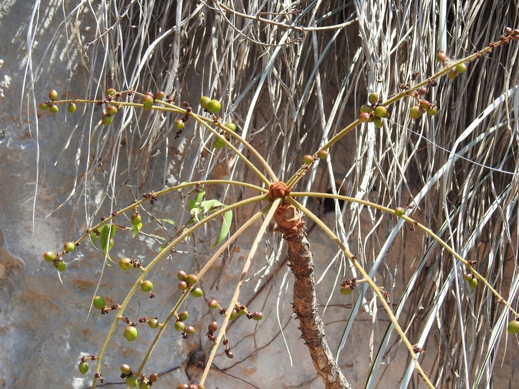 Comocladia guatemalensis (Comocladia guatemalensis)