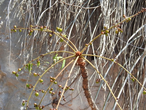 Comocladia guatemalensis (Comocladia guatemalensis)