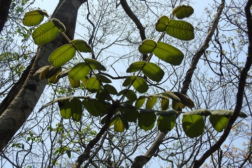 Comocladia guatemalensis (Comocladia guatemalensis)