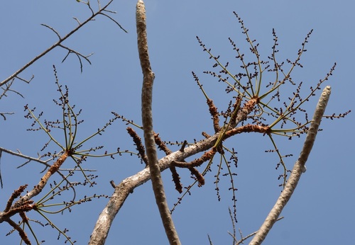 Comocladia guatemalensis (Comocladia guatemalensis)