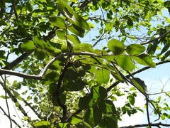 Comocladia guatemalensis (Comocladia guatemalensis)