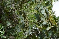 Comocladia guatemalensis (Comocladia guatemalensis)