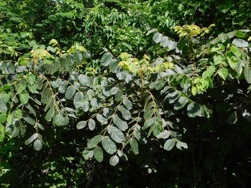 Comocladia guatemalensis (Comocladia guatemalensis)
