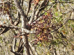 Comocladia guatemalensis (Comocladia guatemalensis)