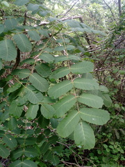 Comocladia macrophylla (Comocladia macrophylla)