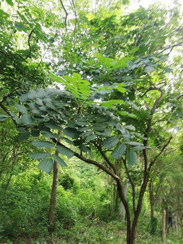 Comocladia macrophylla (Comocladia macrophylla)