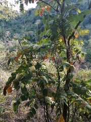 Comocladia macrophylla (Comocladia macrophylla)