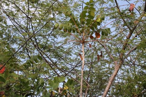 Comocladia macrophylla (Comocladia macrophylla)